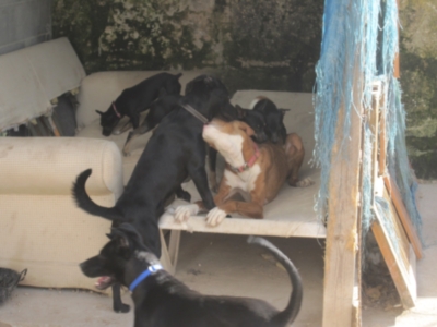 perrera 010 072.jpg