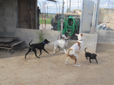 perrera 010 089.jpg