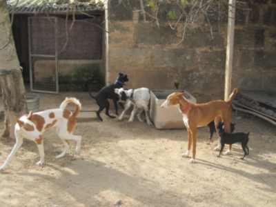 perrera 010 090.jpg