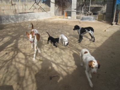 perrera 010 094.jpg
