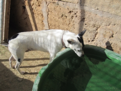 perrera 010 097.jpg