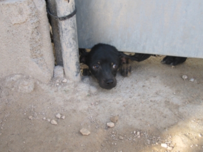 perrera 010 106.jpg