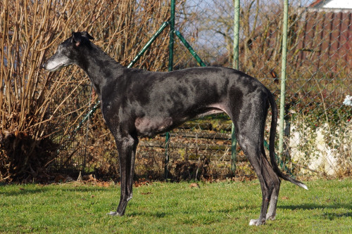 wdbb4754-k.jpg