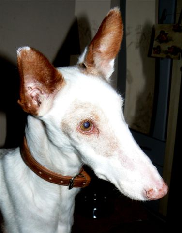 Smartie Portrait.JPG