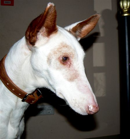 Smartie Portrait 2.JPG