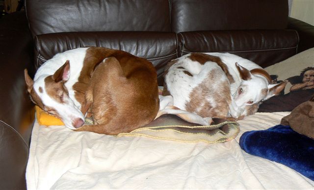 Smartie und Rani Sofa.JPG