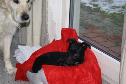 Chicca u. Tom Tom.DSC03588.JPG