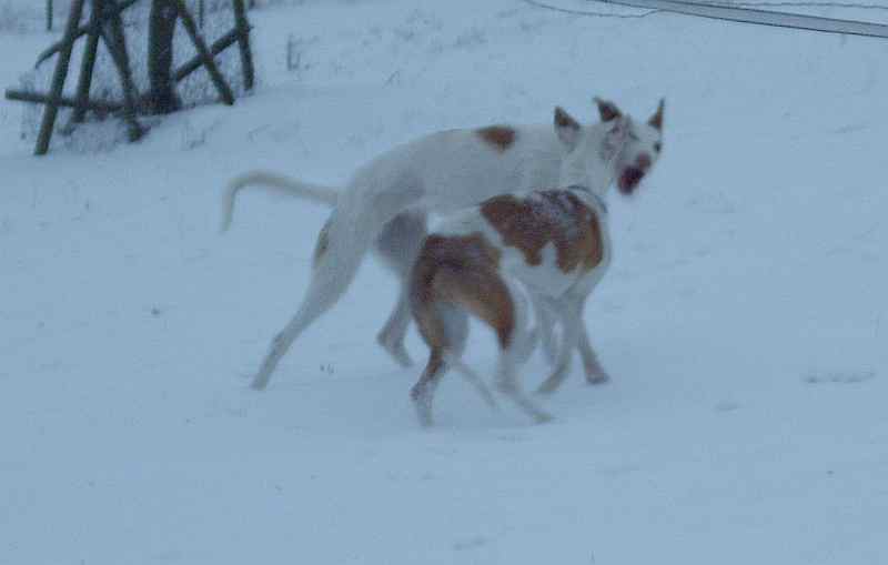Hundis100110_22.jpg