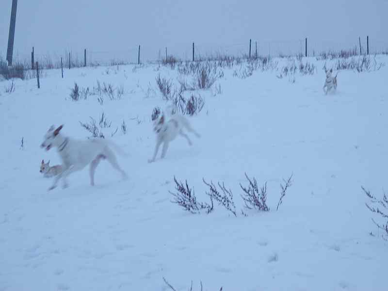 Hundis100110_29.jpg