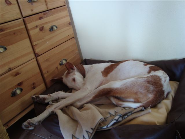 Smartie - lass mich weiterschlafen.jpg