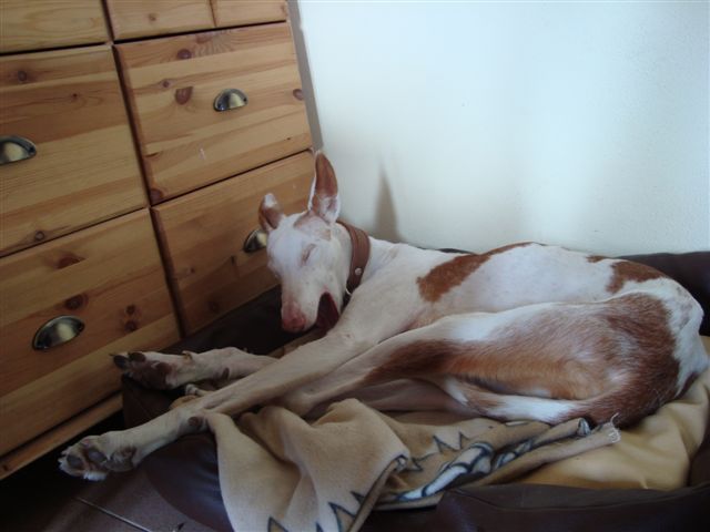 Smartie ist sooo müde.jpg