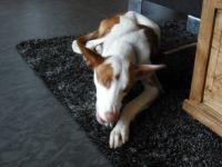 Almaz mit Kauknochen.jpg
