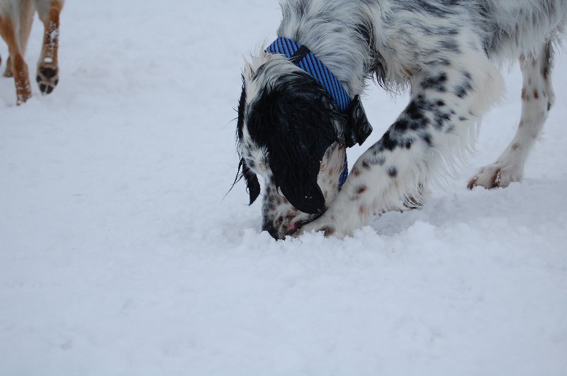 DSC_1165_800x531.jpg