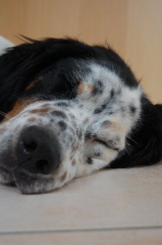 DSC_1025_318x480.jpg