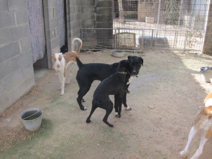 Kopie von Kopie von Perrera3 010.jpg