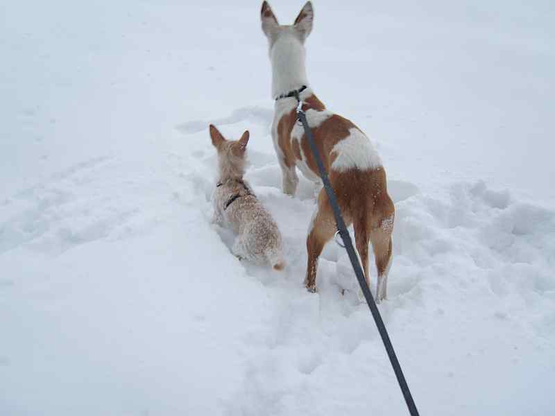 Schnee010210_2.jpg