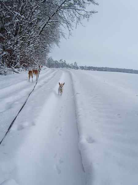 Hundis010210_11.jpg