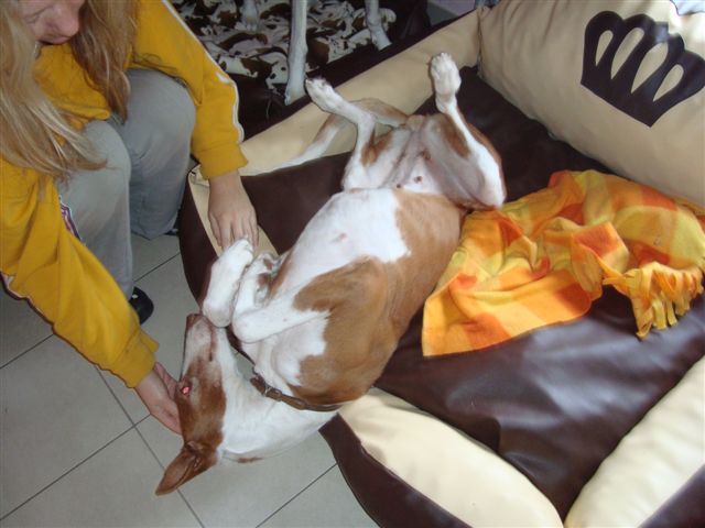 Rani entspannt.JPG