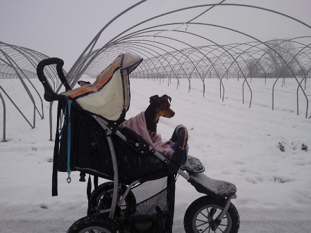 Pepsi_Kinderwagen2.jpg