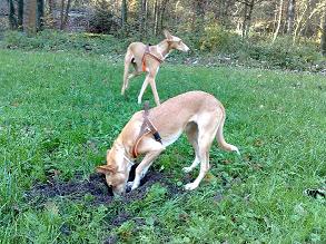 Tiere 2009 016.jpg