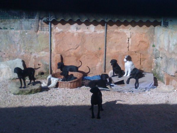 perrera014.jpg