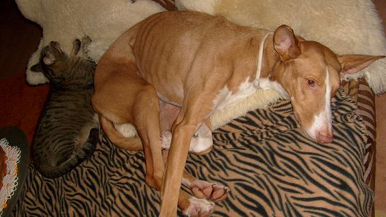 Hund und Katz.jpg
