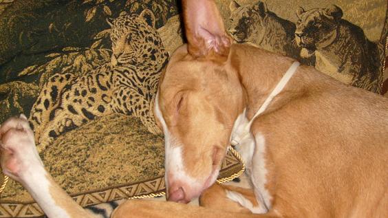 Sofahund.jpg