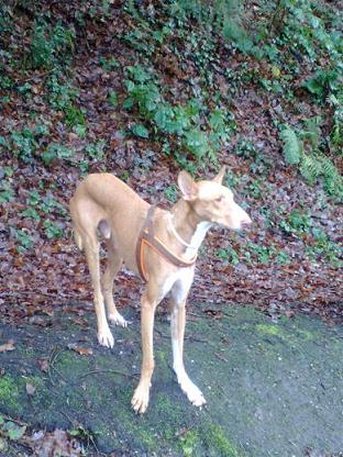 Tiere 2009 047.jpg