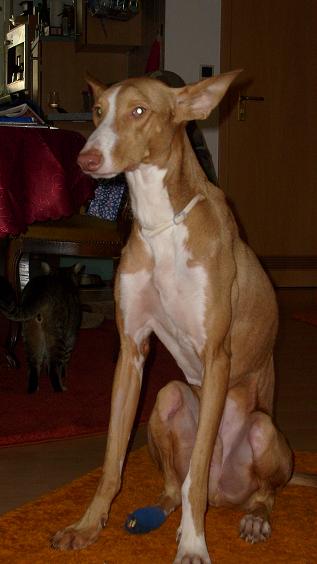 Tiere 2009 164.jpg