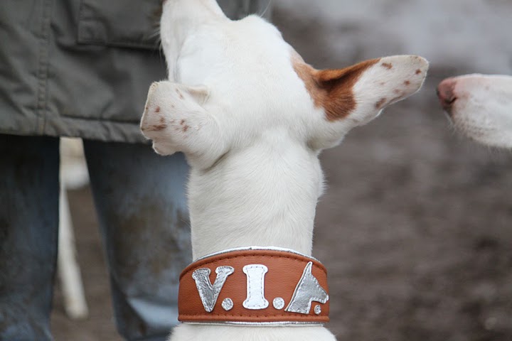 VIP braun MARS.JPG