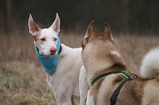 Mit Huskyfreund1.JPG