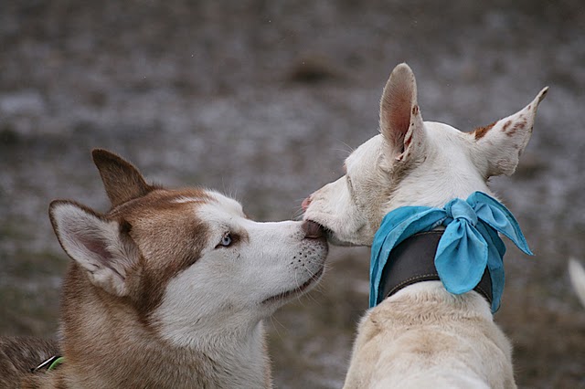 Mit Huskyfreund2.JPG