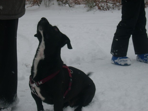 Theo im Schnee1.jpg