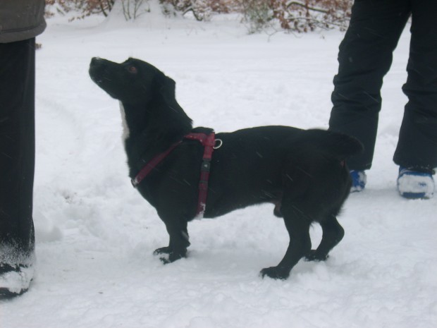 Theo im Schnee2.jpg