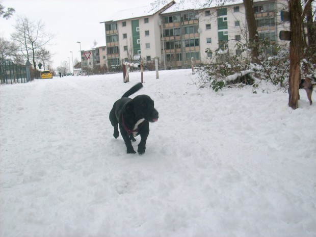 Theo im Schnee4.jpg