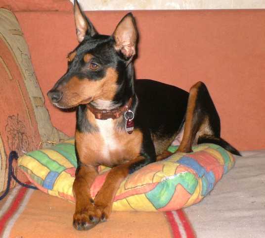 K640_jagdprinzessin.JPG