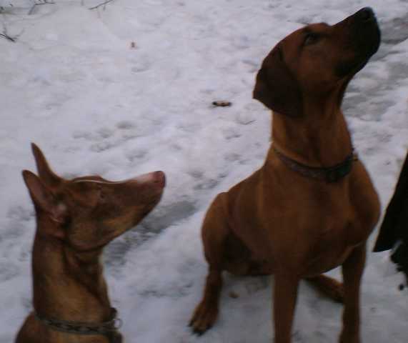 Dante mit Freundin im Sitz