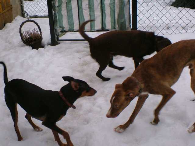 K640_dante-lilly-berry hof.JPG