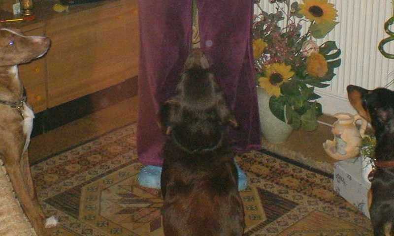 K640_K640_dante-lilly-berry.JPG
