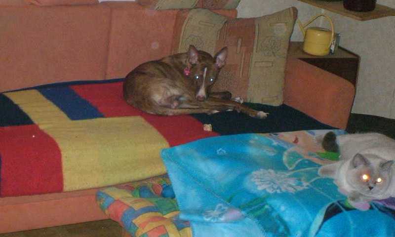 K640_K640_dante-lilly-chum.JPG