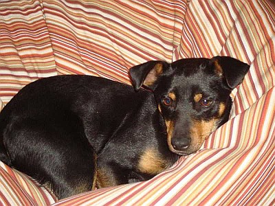 Checker_n21.jpg