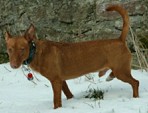 Bossi1.jpg