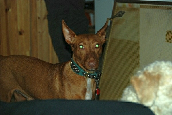 Bossi the Boss.jpg
