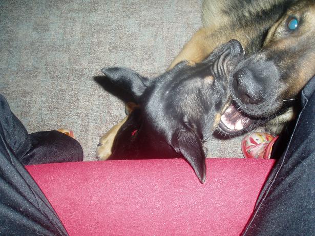 Rex und Tic beim Spielen.JPG