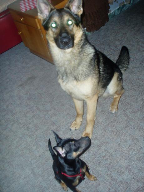 Rex und Tic warten auf ein Leckerchen.JPG