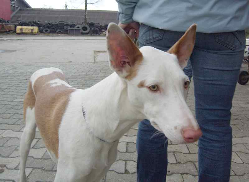 Shiva200310_6.jpg