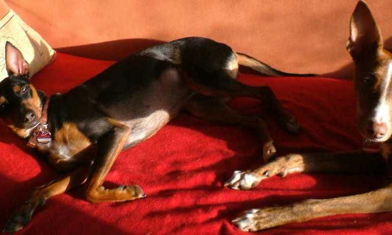 K640_K640_beim Sonnen auf Sofa.JPG