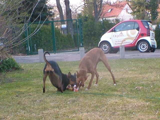 K640_D+ L auf Wiese2.JPG