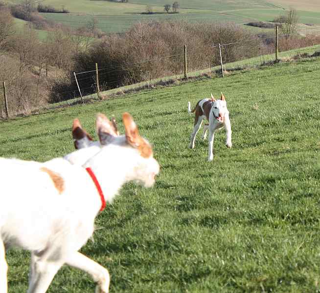 Hundis020410_35.jpg