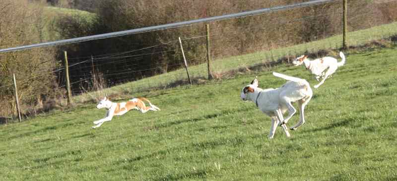 Hundis020410_4.jpg